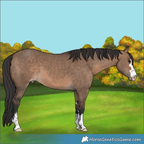 Horse Color:Brown Dun Appaloosa 