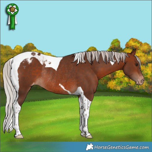 Horse Color:Silver Brown Tobiano Appaloosa Rabicano