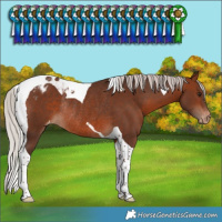 Horse Color:Silver Brown Tobiano Varnish Rabicano 