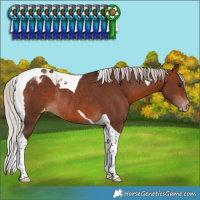Horse Color:Silver Brown Tobiano Appaloosa Rabicano 