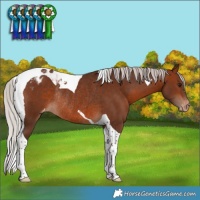 Horse Color:Silver Brown Tobiano Appaloosa Rabicano 
