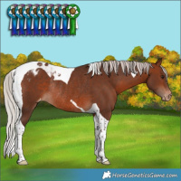 Horse Color:Silver Brown Tobiano Appaloosa Rabicano 