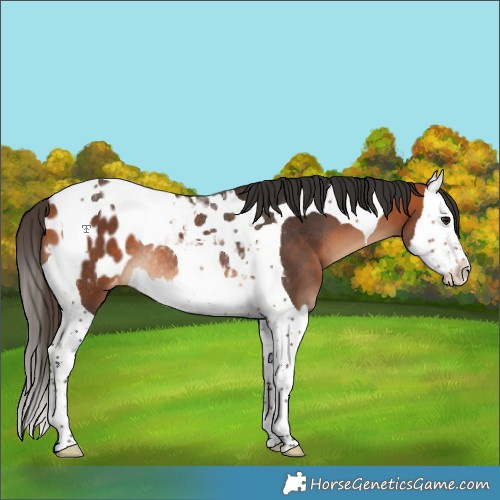 Horse Color:Bay Splash Tobiano Appaloosa Rabicano 