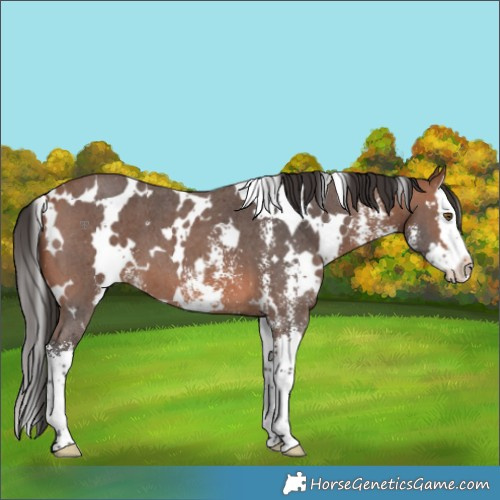 Horse Color:White Spotted Bay Sabino Splash