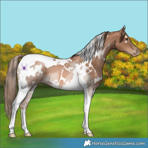 Horse Color:White Spotted Liver Chestnut Pearl Tobiano 