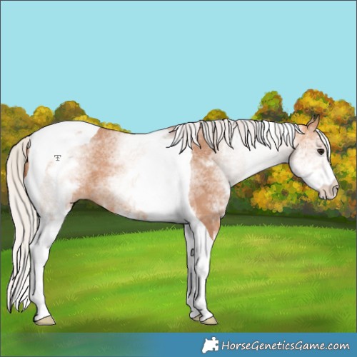 Horse Color:White Spotted Chocolate Silver Bay Dun Tobiano