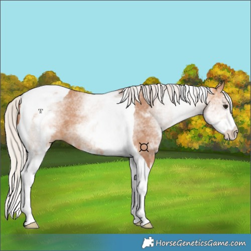 Horse Color:White Spotted Chocolate Silver Bay Dun Tobiano 