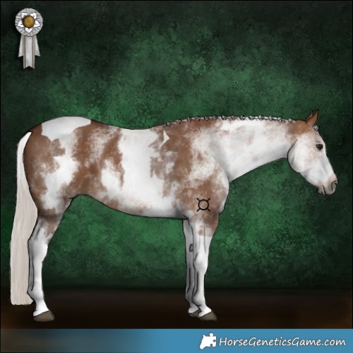 Horse Color:Gray White Spotted Chocolate Silver Bay Dun Tobiano 