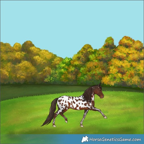 Horse Color:Liver Chestnut Tobiano Appaloosa 