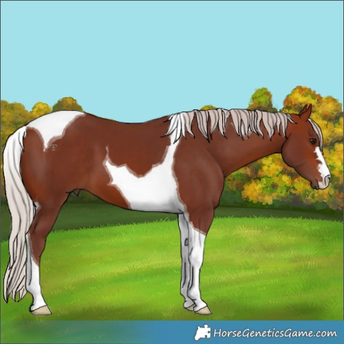 Horse Color:Chocolate Silver Bay Tobiano 
