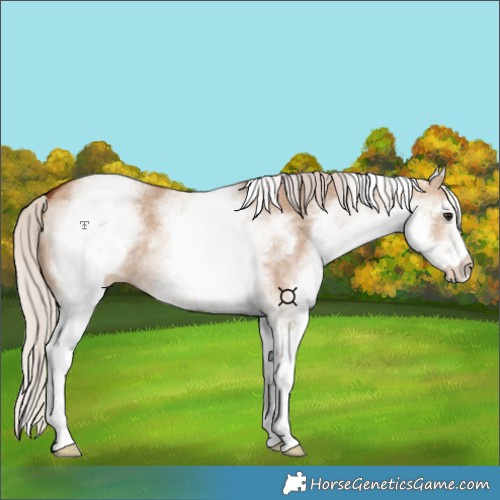 Horse Color:White Spotted Chocolate Silver Bay Dun 