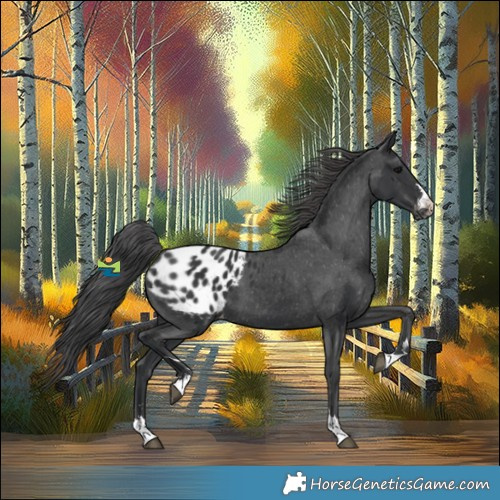 Horse Color:Black Appaloosa 