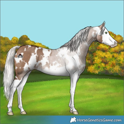 Horse Color:White Spotted Silver Brown Dun Splash Rabicano 