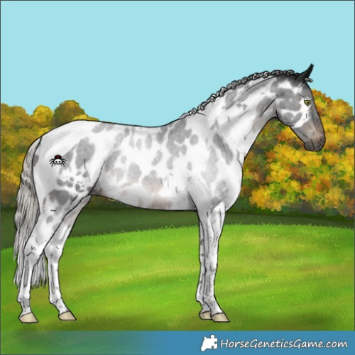 Horse Color:Gray White Spotted Silver Brown Tobiano Appaloosa 