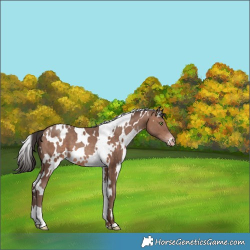 Horse Color:White Spotted Sable Champagne 