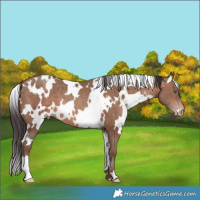 Horse Color:White Spotted Sable Champagne