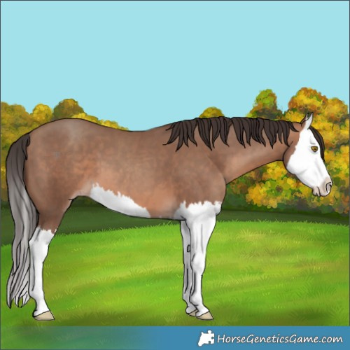 Horse Color:Sable Champagne Splash 