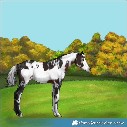 Horse Color:Gray White Spotted Brown Frame 