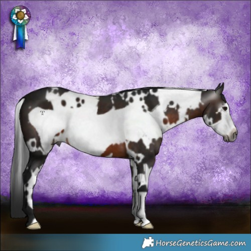 Horse Color:Gray White Spotted Brown Frame 