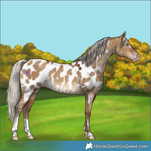 Horse Color:Gray White Spotted Silver Sable Champagne Dun Tobiano Appaloosa