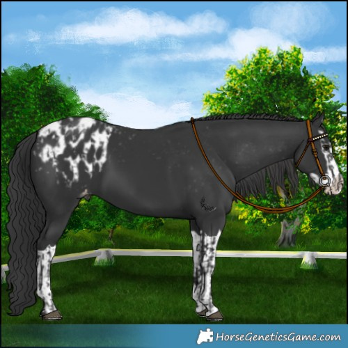 Horse Color:Black Appaloosa  and Black Splash Appaloosa 