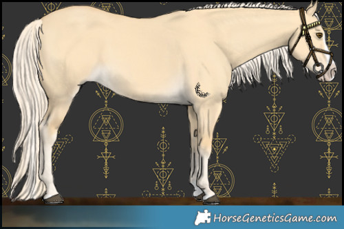 Horse Color:Palomino Dun Splash 
