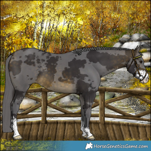 Horse Color:Buckskin Merle Sabino 