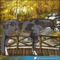 Horse Color:Buckskin Merle Sabino 