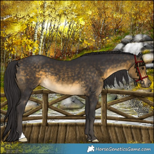 Horse Color:Buckskin 