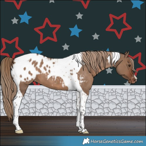 Horse Color:Liver Red Dun Tobiano Appaloosa 