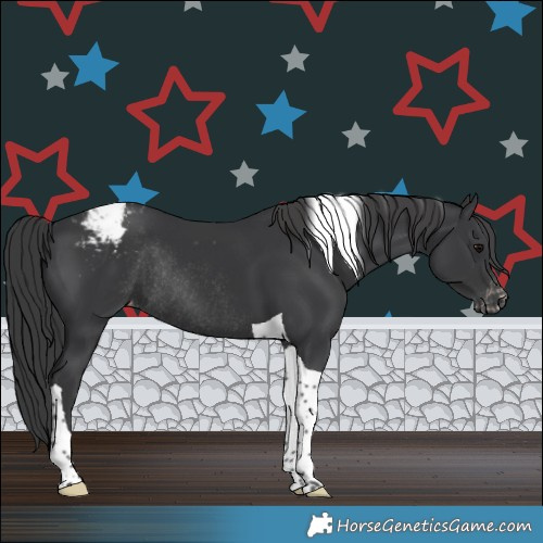 Horse Color:Black Tobiano Appaloosa Rabicano 