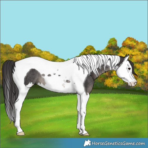 Horse Color:Smoky Black Splash Tobiano Rabicano