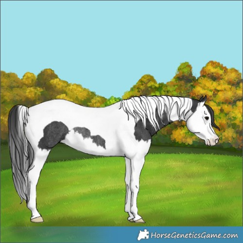 Horse Color:Black Splash Tobiano Rabicano 