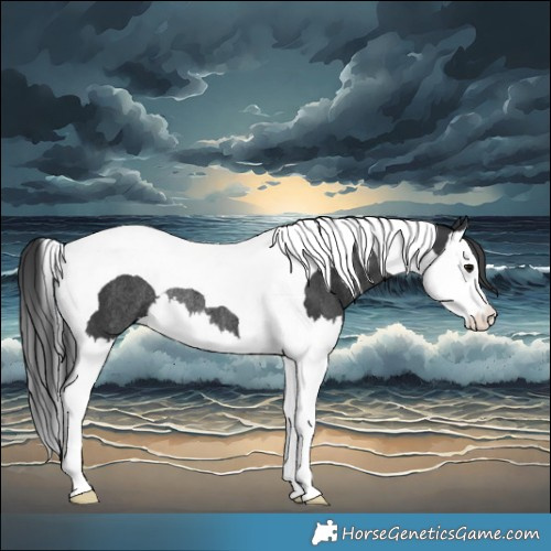 Horse Color:Black Splash Tobiano Rabicano