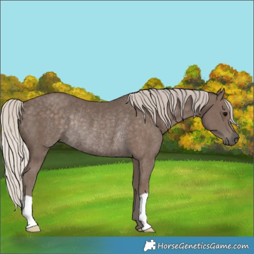 Horse Color:Silver Black Rabicano 