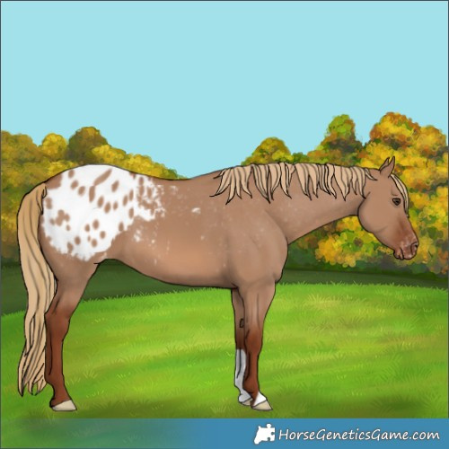 Horse Color:Red Dun Appaloosa 