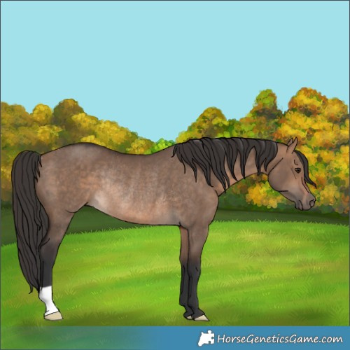 Horse Color:Bay Dun Rabicano