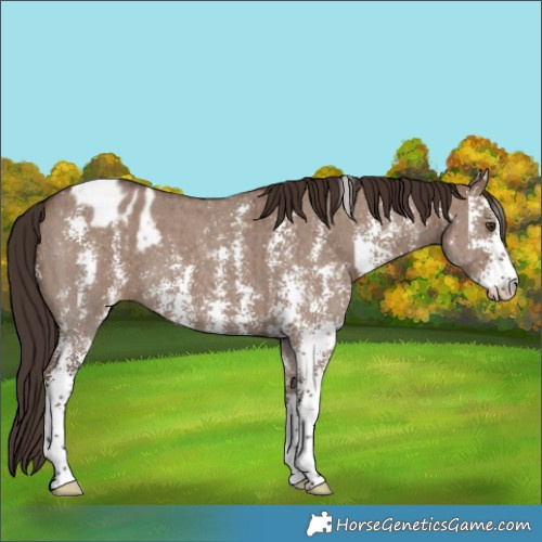 Horse Color:Liver Red Dun Sabino Appaloosa Brindle 