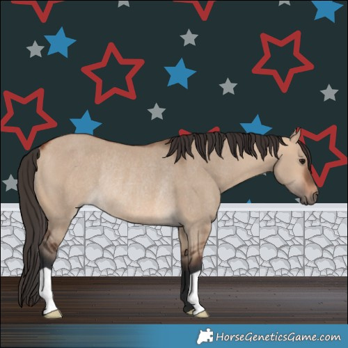 Horse Color:Bay Dun Rabicano 