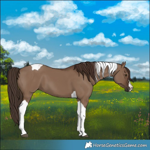 Horse Color:Liver Red Dun Tobiano