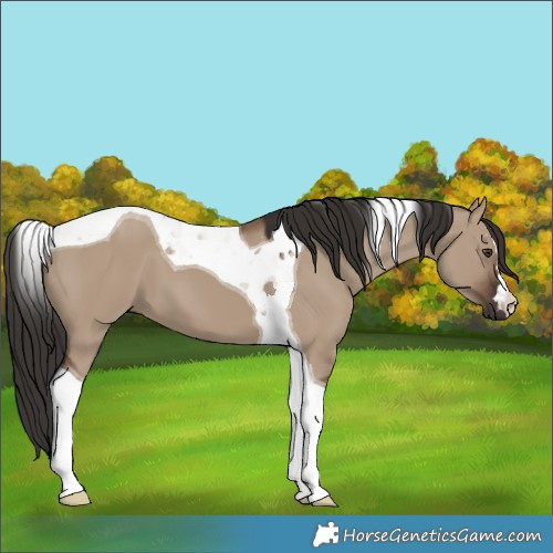 Horse Color:Liver Red Dun Tobiano 