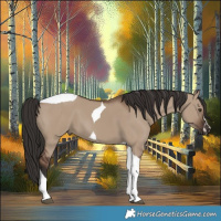 Horse Color:Liver Red Dun Tobiano