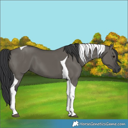 Horse Color:Grullo Tobiano 