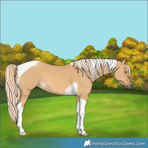 Horse Color:Palomino Dun Tobiano 