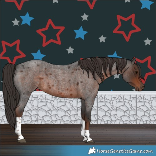 Horse Color:Liver Red Roan Tobiano Rabicano