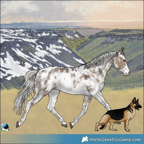 Horse Color:Liver Red Dun Mushroom Sabino Appaloosa Rabicano