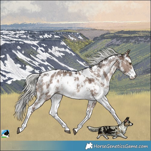 Horse Color:Liver Red Dun Mushroom Sabino Near Leopard Rabicano 