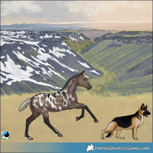 Horse Color:Liver Red Dun Mushroom Appaloosa 