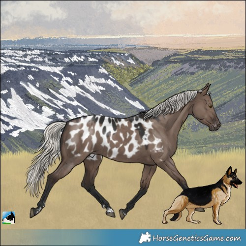Horse Color:Liver Red Dun Mushroom Appaloosa 