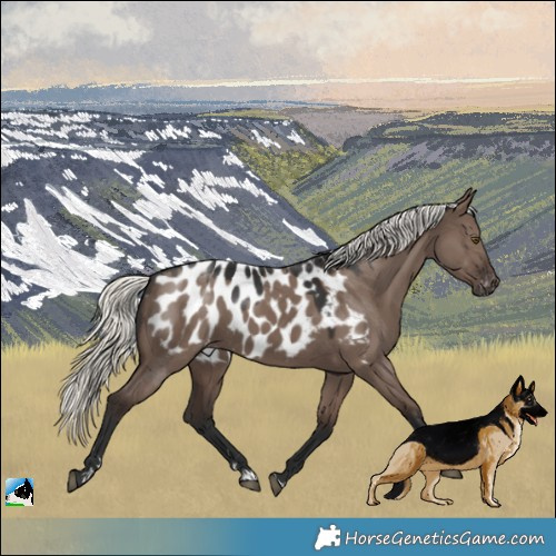 Horse Color:Liver Red Dun Mushroom Near Leopard